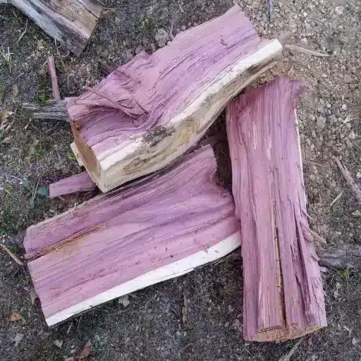 Is the Purple Heart Wood Tree Endangered or Sustainable?