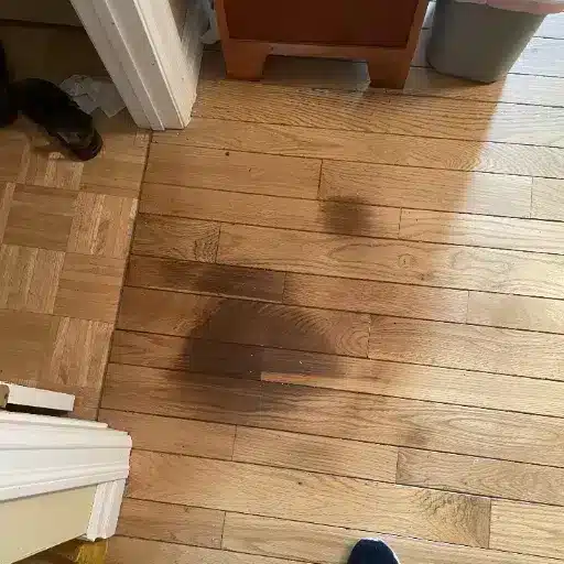 Pet Urine and Other Black Stains
