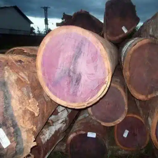How the Living Tree Becomes Purple Lumber