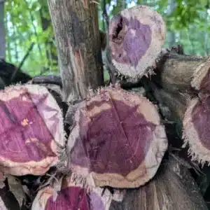 Is the Purple Heart Wood Tree Endangered_