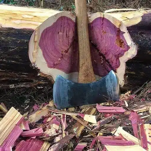 What Is the Purple Heart Wood Tree_