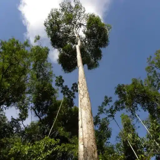 Where Do Purple Heart Wood Trees Grow_